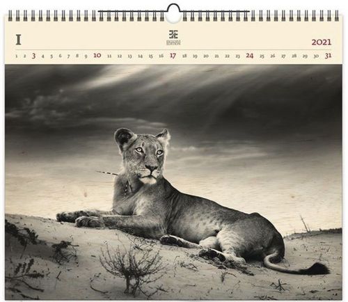Dřevěný obrazový kalendář 2021 Lioness