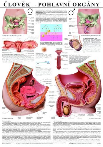 Člověk – pohlavní orgány